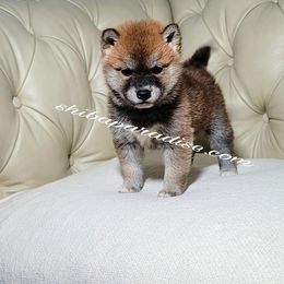 Shiba Inu Puppies from Shiba Paradise