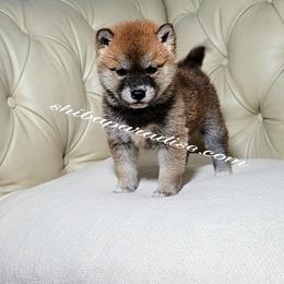 Shiba Inu Puppies from Shiba Paradise