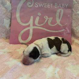 Shimmer - Brown and white female Saint Berdoodle puppy in Traverse City, Michigan from Bare Paws Saint Berdoodles