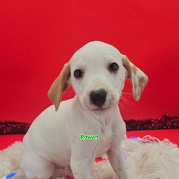 Lua Homozygous Rowan - White and lemon male Dalmatian puppy in Conrath, Wisconsin from JSF Dalmatians LLC