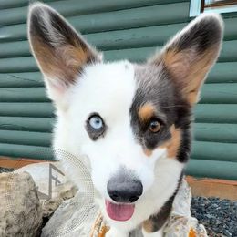 Lulu - American Corgi