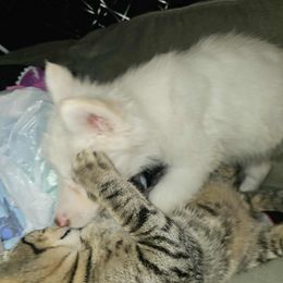 Siberian Husky Puppies from Jackson's Siberians