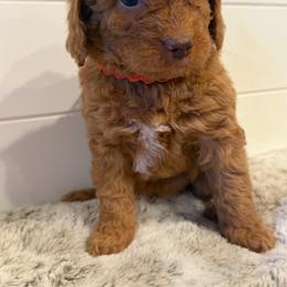 Orange Collar Girl - Red  female Goldendoodle puppy in San Augustine, Texas from Vintage Doodles