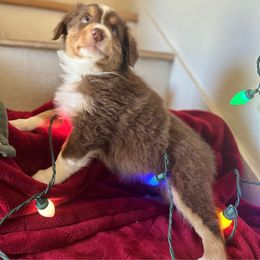 Cinnabar AKA Halle - Red tri-color female Australian Shepherd puppy in Scottsdale, Arizona from B & T's Aussies & Aussie Doodle's