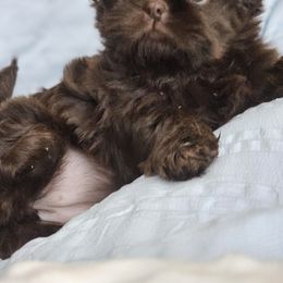 Pumpkin - Liver female Shih Tzu puppy in Kings Mountain, North Carolina from NC Shih Tzus by Tammy