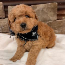 Mini boy AKC - Apricot male Poodle puppy in Cullman, Alabama from My Awesome Rover