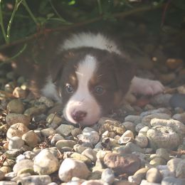 Alya - Red female Border Collie puppy in Tiskilwa, Illinois from First Harmony Farms