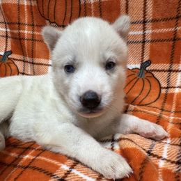 AKC Odessa - White female Siberian Husky puppy in Centreville, Maryland from Huskies By the Bay