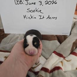Sookie - Black and tan female Pembroke Welsh Corgi puppy in Chariton, Iowa from Kickin It Acres BCs