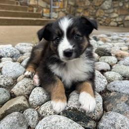 Sunny - Black tri female Miniature Australian Shepherd puppy in North Richland Hills, Texas from Hailey's Miniature Australian Shepherds