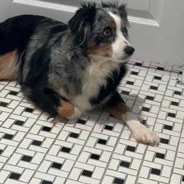 Miniature Australian Shepherd All Grown Up from Baker's Down South Aussies