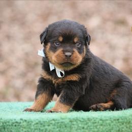 Pyro - Black and mahogany male Rottweiler puppy in Uniontown, Alabama from CedarBluff Rottweilers