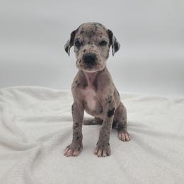 Zelena - Merle female Great Dane puppy in Kannapolis, North Carolina from Carolina Great Danes & Toy Poodles