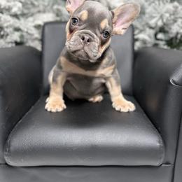 Blue boy - Blue male French Bulldog puppy in Alexandria, Virginia from Boss Lady Kennel
