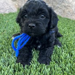 Boy 3 - Black Cockapoo puppy in Peoria, Arizona from Frosty Acres Cockapoos and Doodles