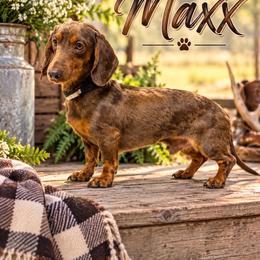 Maxx - Dachshund