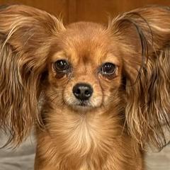 Russian Toys from Goldstone Russian Toys