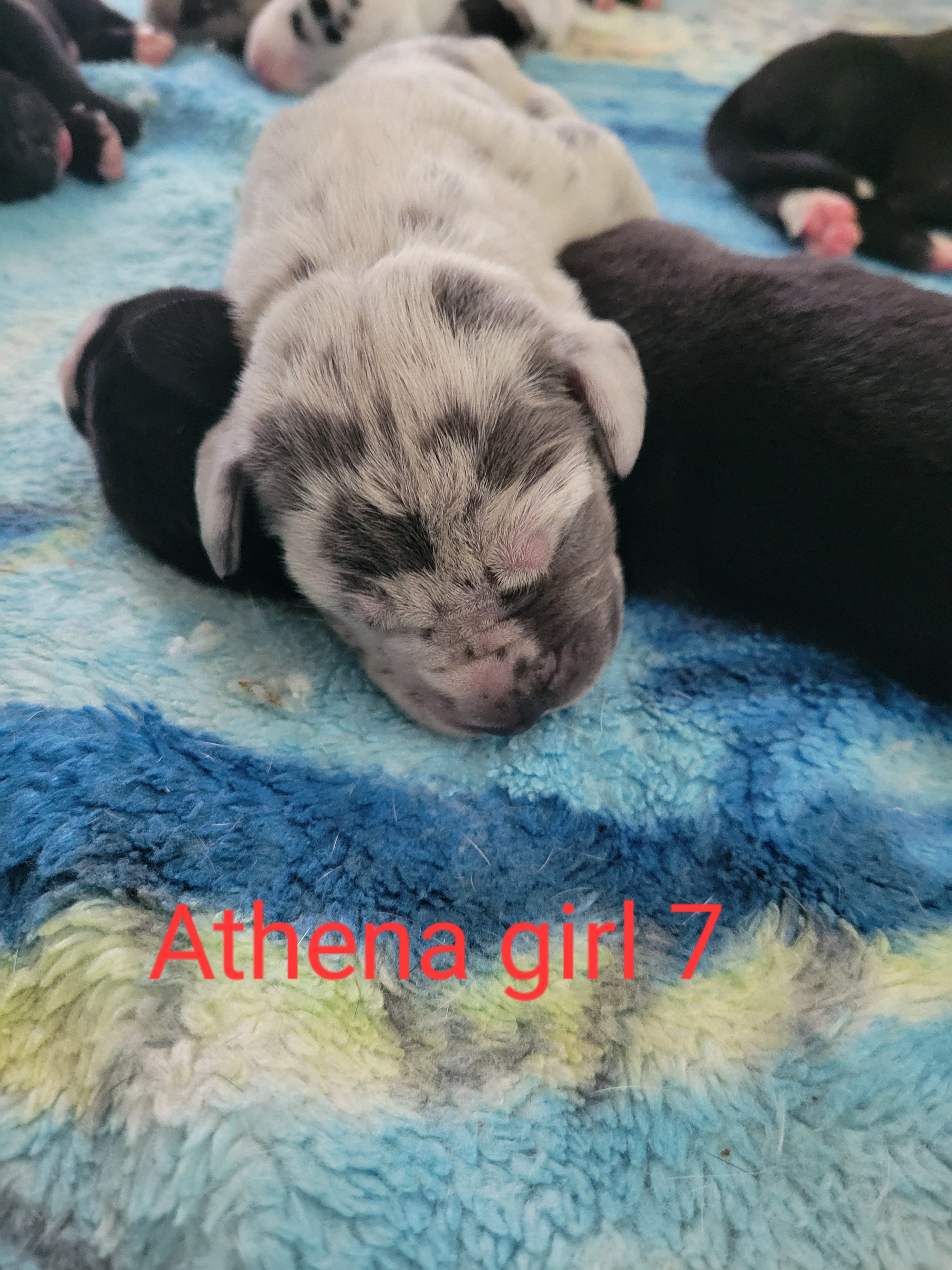 Girl 7 - Blue and white Great Dane puppy in Enumclaw, Washington from Lord's Danes