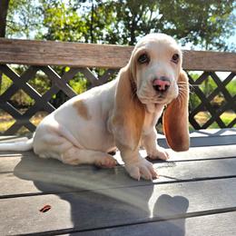 Birdie - Lemon and white female Basset Hound puppy in Denison, Texas from Emma Lou's Baby Bassets
