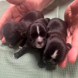 Boy 3 - Black and white male Shih Tzu puppy in Mobile, Alabama from FluffyTail Shih Tzu