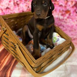 Heiress - Red and rust female Doberman Pinscher puppy in Aplington, Iowa from Royal Dynasty Dobermann Kennel