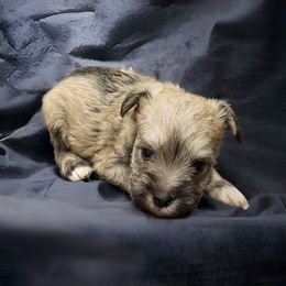 Labradoodle, Miniature Schnauzer, and Poodle Puppies from Orange Blossom Kennel