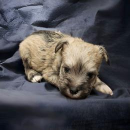 Labradoodle, Miniature Schnauzer, and Poodle Puppies from Orange Blossom Kennel