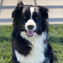 Bentley - Australian Shepherd