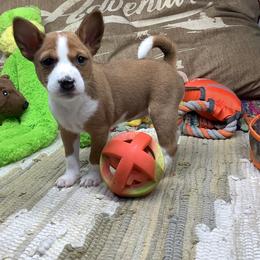 Storm - Red and white female Basenji puppy in New Albany, Indiana from My African Gems