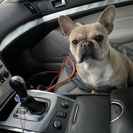 Sasha - French Bulldog