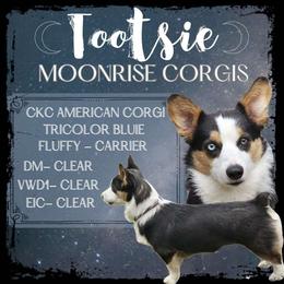 Tootsie - Pembroke Welsh Corgi