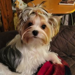 Tiki - Yorkshire Terrier