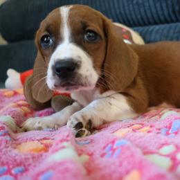 Aphrodite - Mahogany and white female Basset Hound puppy in Pflugerville, Texas from Mountain Momma Bassets
