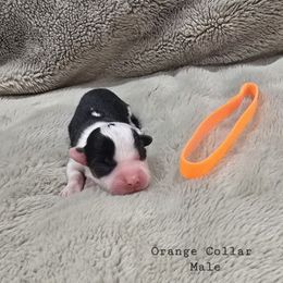 Orange Collar Male - Red male Pembroke Welsh Corgi puppy in Tenino, Washington from LoneStar Corgis NW