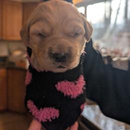 Pink - Dark golden female Golden Retriever puppy in Madison, Ohio from Heckmans English Cream Golden Retrievers