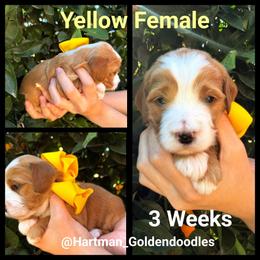 Yellow - Apricot female Goldendoodle puppy in Upland, California from Hartman Goldendoodles