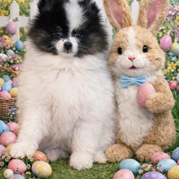 Eli - Black and tan parti male Pomeranian puppy in New Oxford, Pennsylvania from J&T French Bulldog & Pomeranian Palacio
