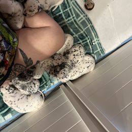 Dalmatian Puppies from Hallmark Dalmatians;