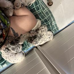 Dalmatian Puppies from Hallmark Dalmatians;