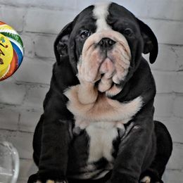 Bulldog Puppies from Dampier Bulldogs Mo