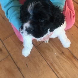 Cocker Spaniel Puppies from North Country Cockers