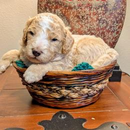 Polar Bear - Cream male Goldendoodle puppy in Cambridge, Minnesota from Country Meadow Doodles
