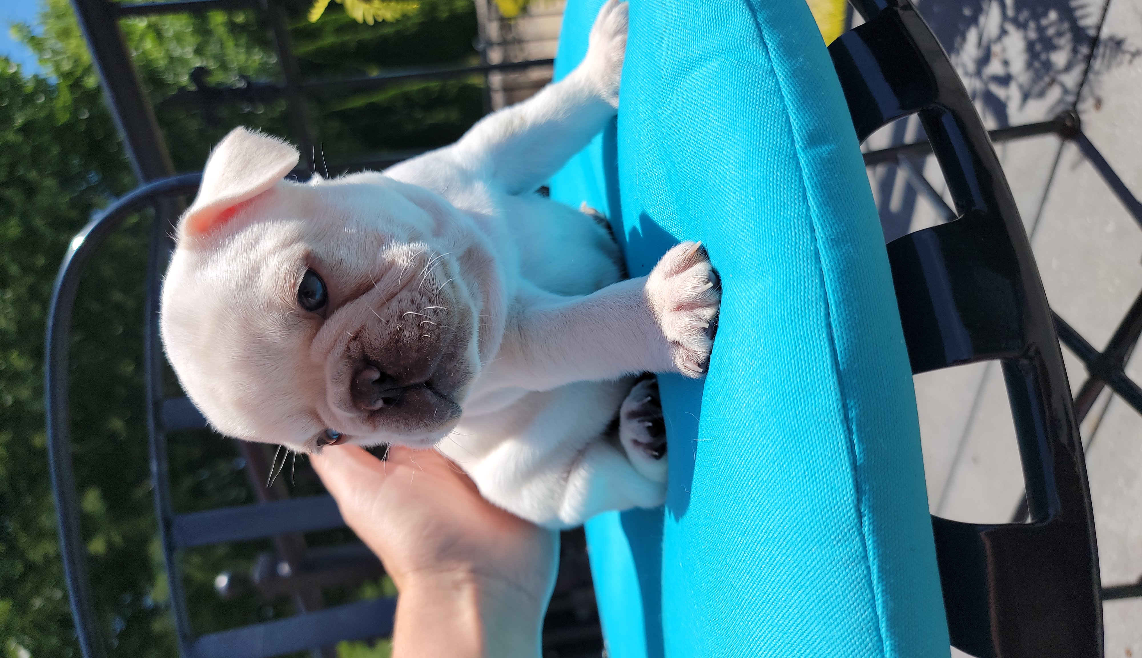 French Bulldog Puppies from Frenchie D'lite