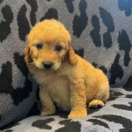 Matcha - Apricot male Goldendoodle puppy in Warren, Michigan from Annette Patterson