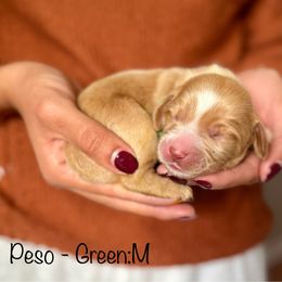 Peso - Apricot male Australian Labradoodle puppy in Morgan Hill, California from Loving Labradoodle