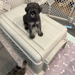 Standard Schnauzer Puppies from Dragos Kennel