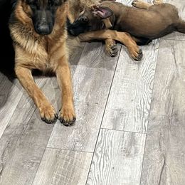 German Shepherd Puppies from Persevere Kennels