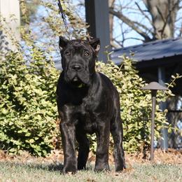 Tan Collar - Tiger female Perro de Presa Canario puppy in Pocahontas, Illinois from Cabeza Grande Kennel