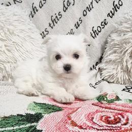 Mia - White female Maltese puppy in Austin, Texas from Austin Maltese Babies