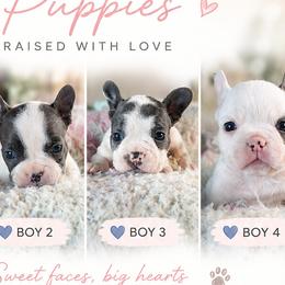 French Bulldogs from M & A Frenchies